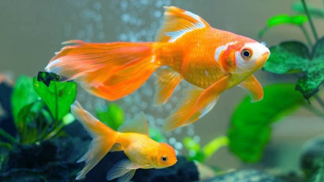 9 loại cá vàng phổ biến và được ưa chuộng nhất hiện nay