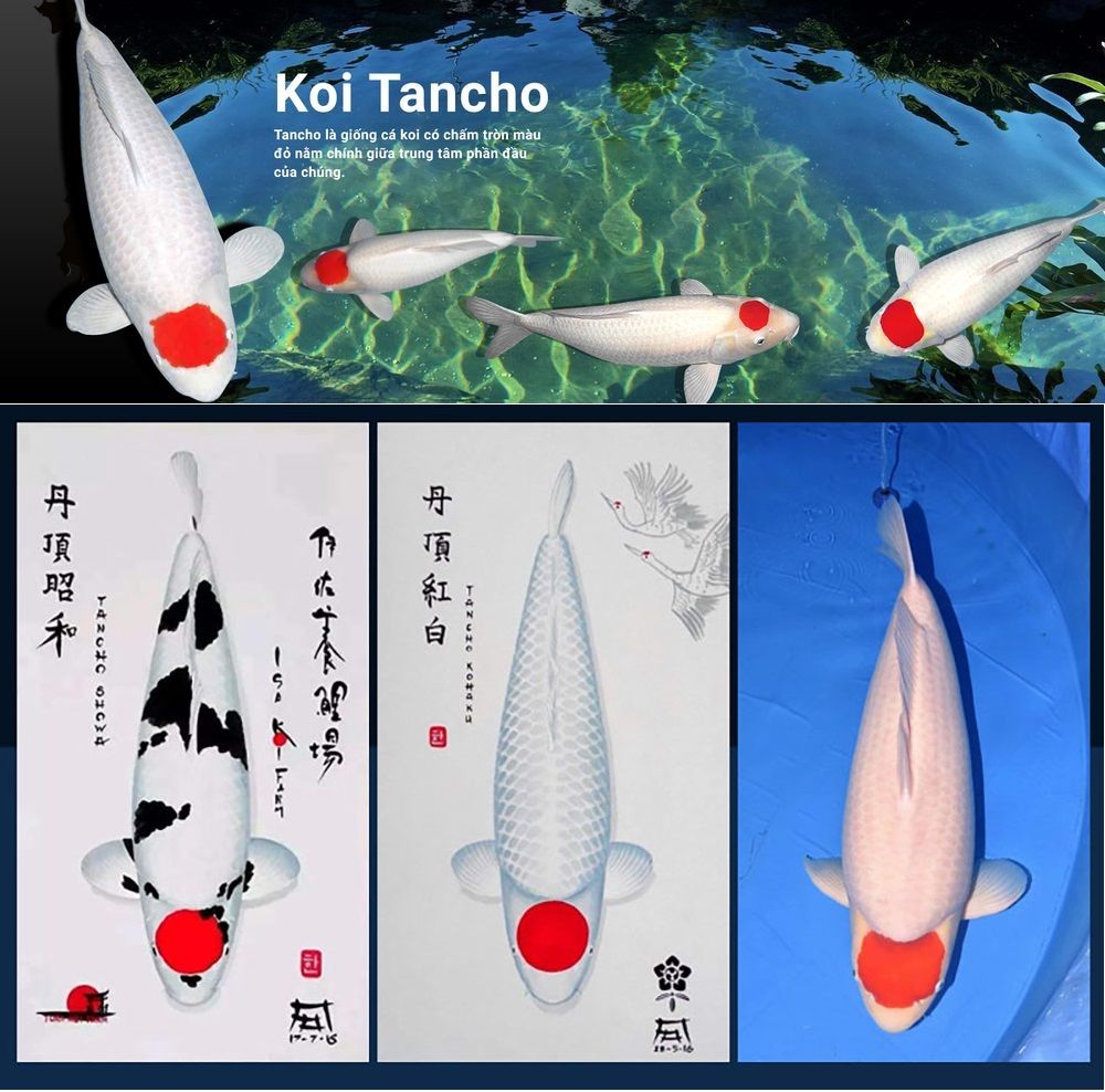 Cá chép Nhật với 2 màu chủ đạo "đỏ và trắng" được tôn vinh và mua bán rộng rãi