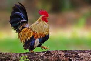 8 giống gà tre đứng đầu danh sách những giống gà đẹp nhất
