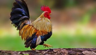 8 giống gà tre đứng đầu danh sách những giống gà đẹp nhất