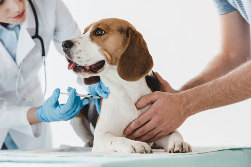 Bác sĩ thú y hướng dẫn cách tiêm cho chó tại nhà cực đơn giản