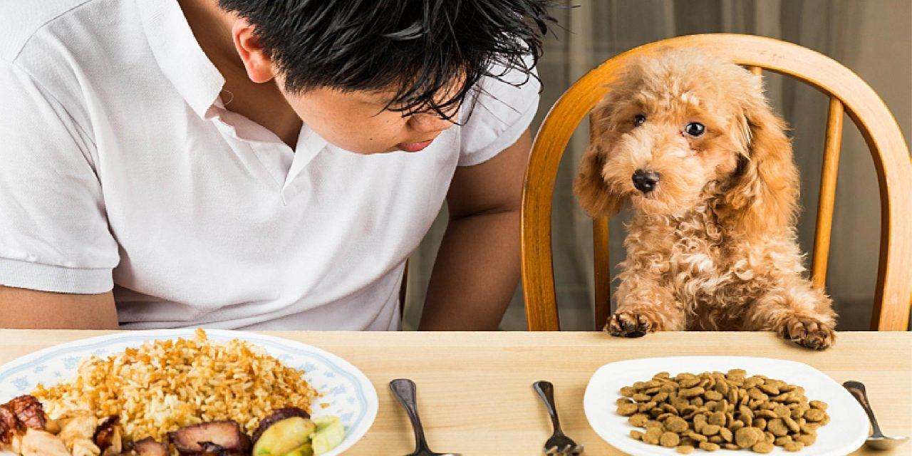 Dinh dưỡng cho chó cưng – như thế nào là hợp lý?