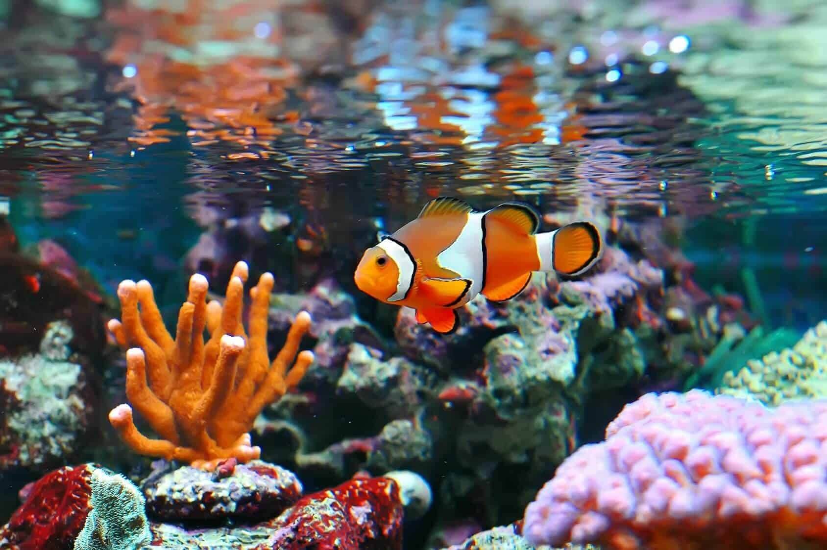Bể cá cảnh hề Nemo