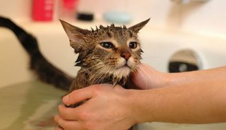 Bí kíp tắm cho các bé mèo con đủ 2 tháng tuổi dễ dàng và an toàn nhất