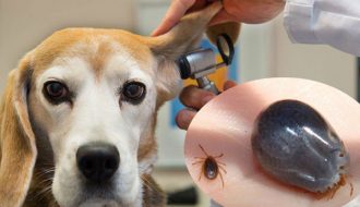 Bí quyết trị ve chó cực hiệu quả bạn nên biết để bảo vệ thú cưng