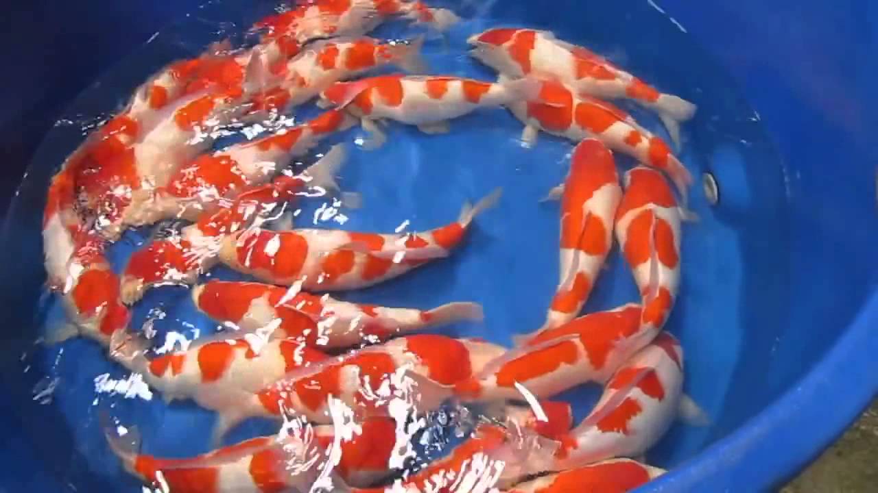 Kỹ thuật nuôi cá chép Nhật tương đối công phu