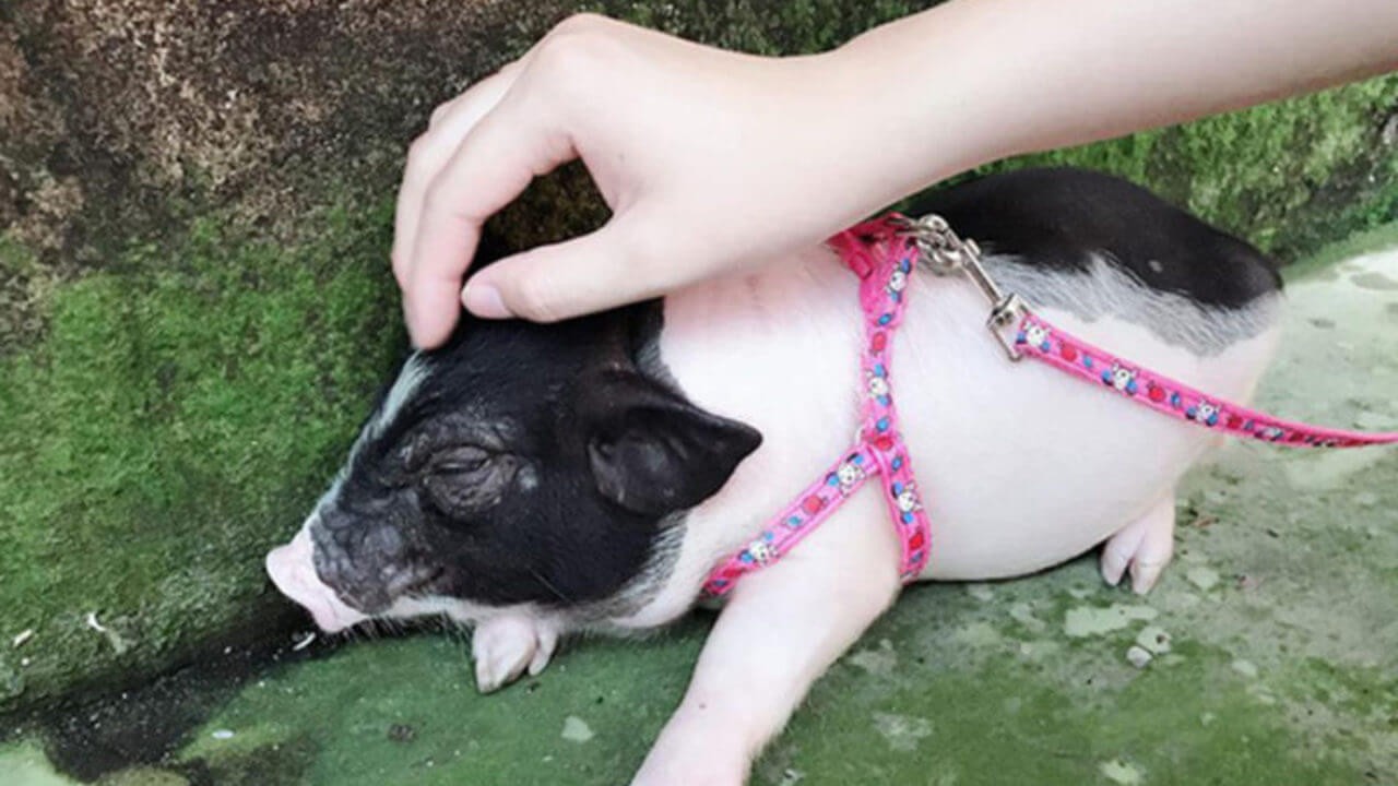 Luôn giữ ấm cơ thể khi nuôi lợn cảnh mini