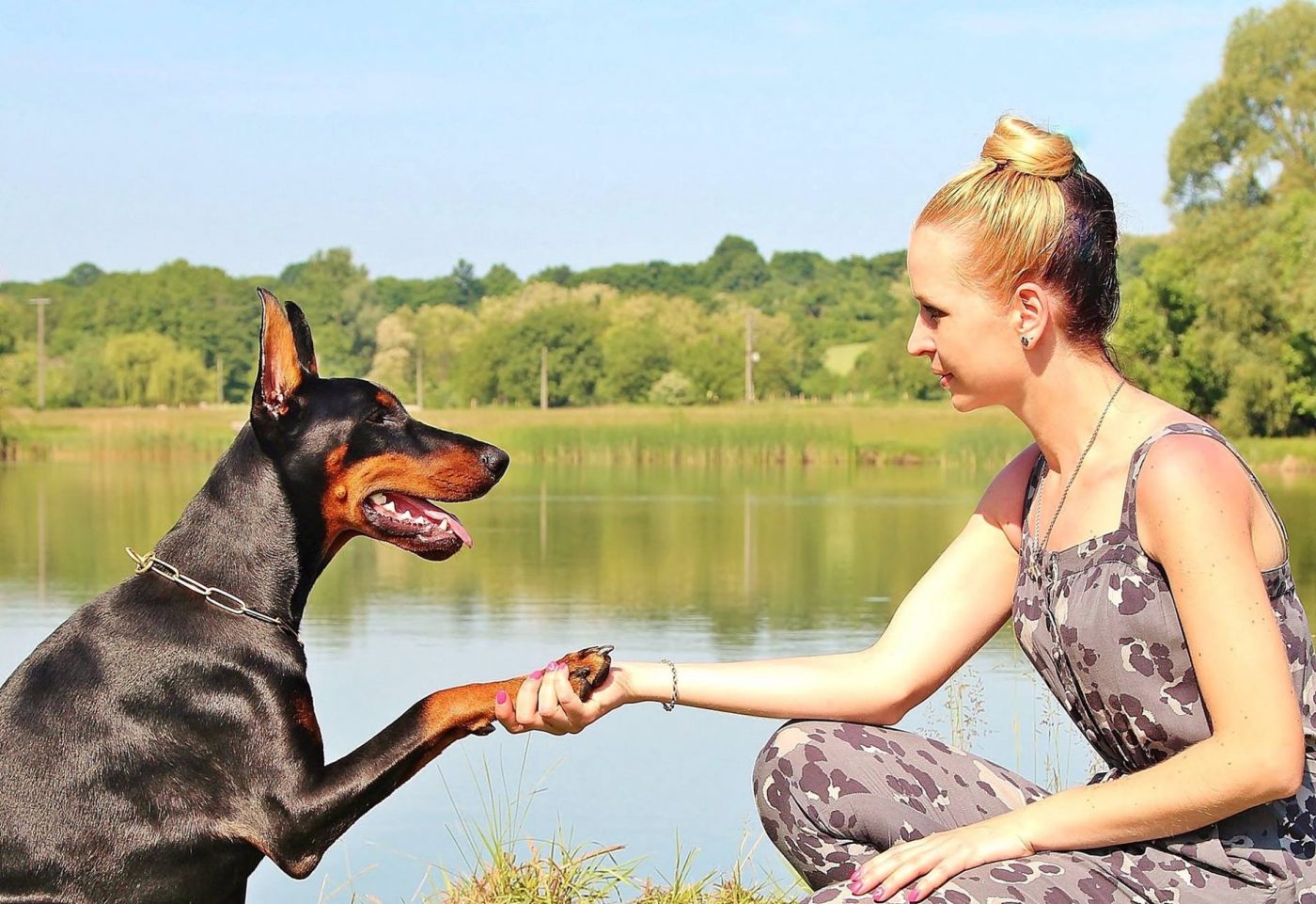 Huấn luyện chó hư nghe lời cực hiệu quả với 5 mẹo đơn giản