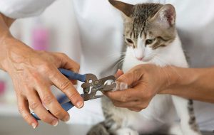 Cần cắt móng chân để đảm bảo vệ sinh cho mèo
