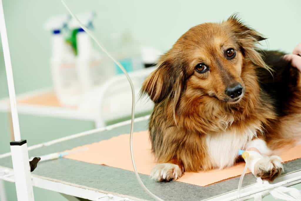 Cách chăm sóc và bí quyết chữa trị chó bệnh Care hiệu quả