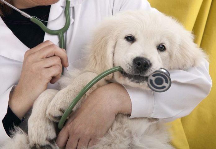 Bệnh Care ở chó con – loại bệnh vô cùng nguy hiểm
