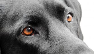 Cách nhận biết chó bị viêm giác mạc và cách chữa trị
