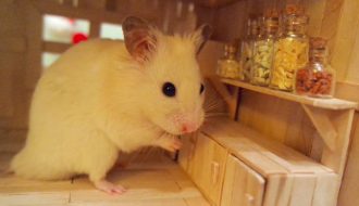 Cách nuôi chuột Hamster từ khi "lọt lòng" cho đến khi trưởng thành