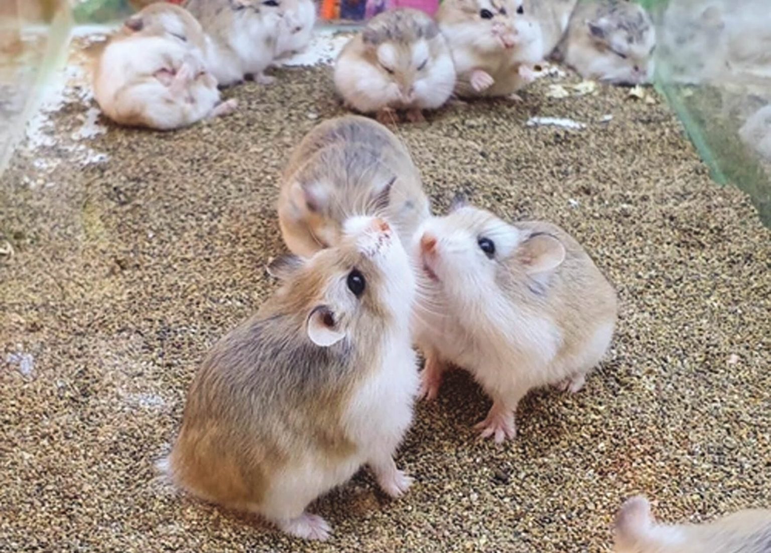 Cách nuôi chuột Hamster