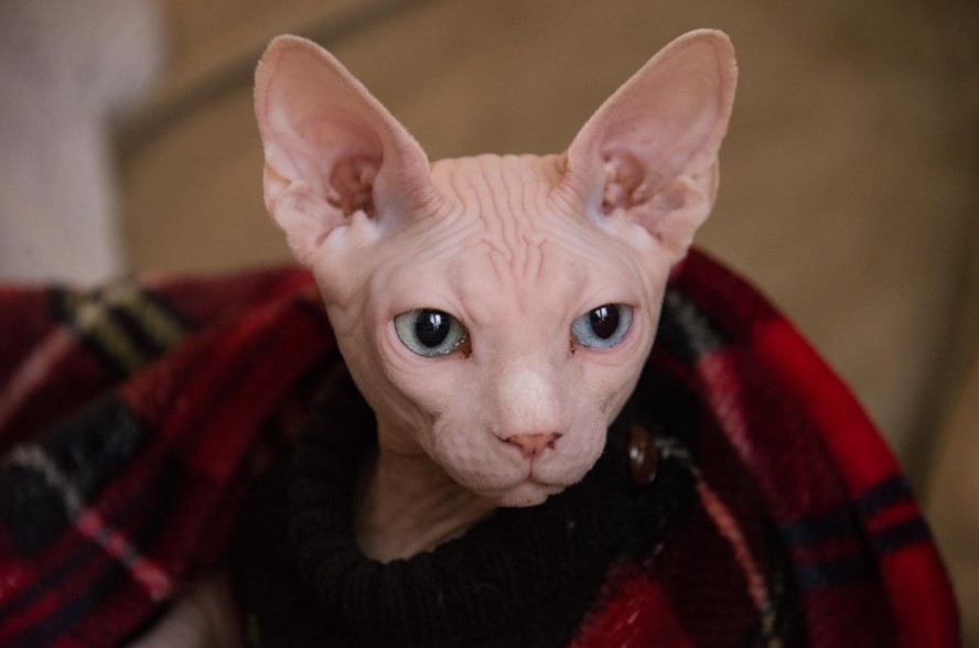 Mèo Ai Cập không có lông nên rất dễ mắc các bệnh về da