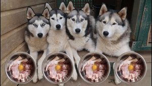 Danh sách chế độ ăn cho chó Husky lớn nhanh