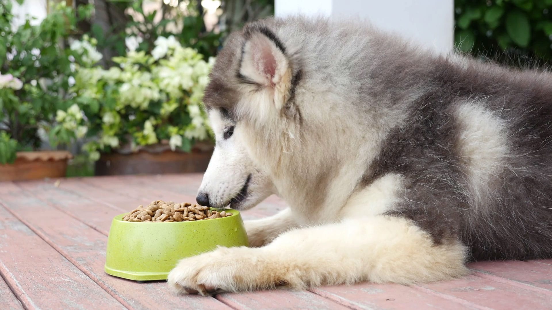 Chế độ ăn của chó husky bạn cần biết