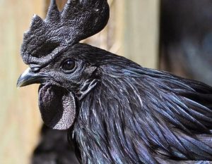 Chiêm ngưỡng giống gà đen toàn thân ở Indonesia