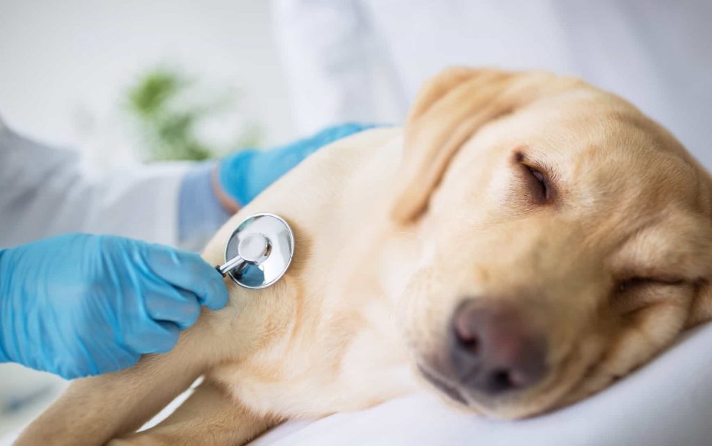Chó bị chướng bụng thì điều trị như thế nào cho hiệu quả ?