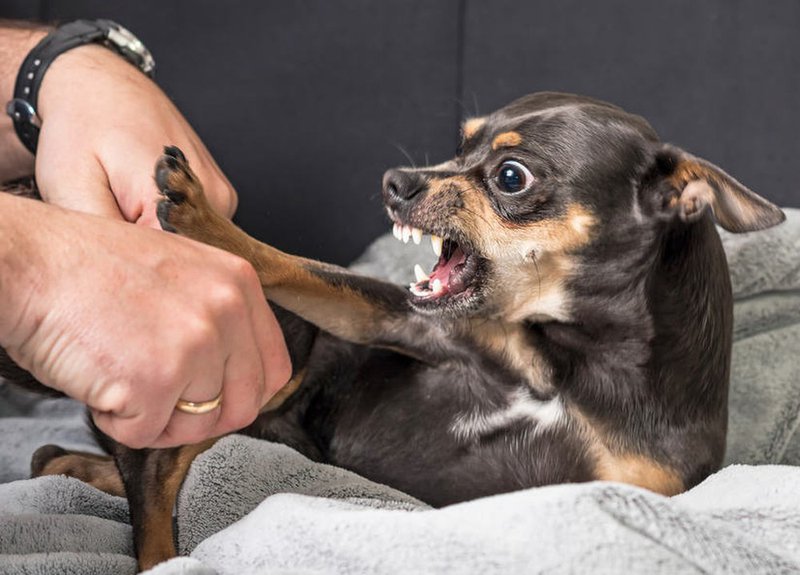 Cách trị bệnh cho chó Chihuahua 