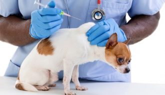 Chó Chihuahua bị bệnh - đâu là cách chữa trị hiệu quả nhất cho chúng?