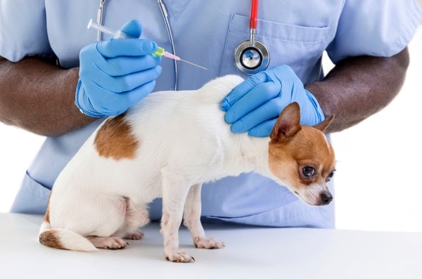 Chó Chihuahua bị bệnh