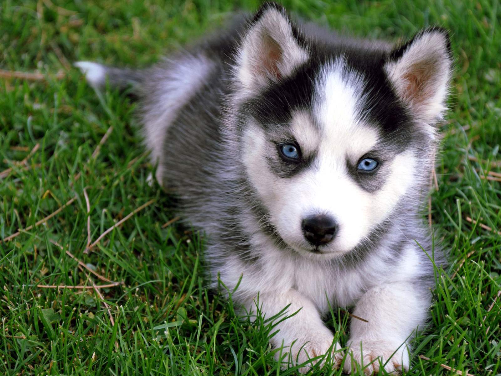 Chó Husky Sibir ngáo: Hồ sơ giống và giá cả