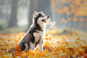 Chó Husky Sibir: Đặc điểm và cách chăm sóc