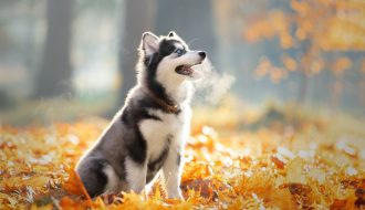 Chó Husky Sibir thường dễ mắc phải các loại bệnh nào nhất?