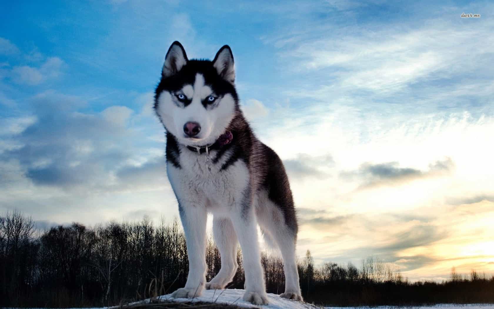 Tìm hiểu về chó Husky Sibir - Thánh biểu cảm nhất 