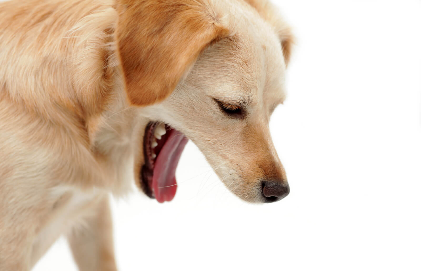 Chó nôn ra bọt bỏ ăn có nguy hiểm đến tính mạng không?