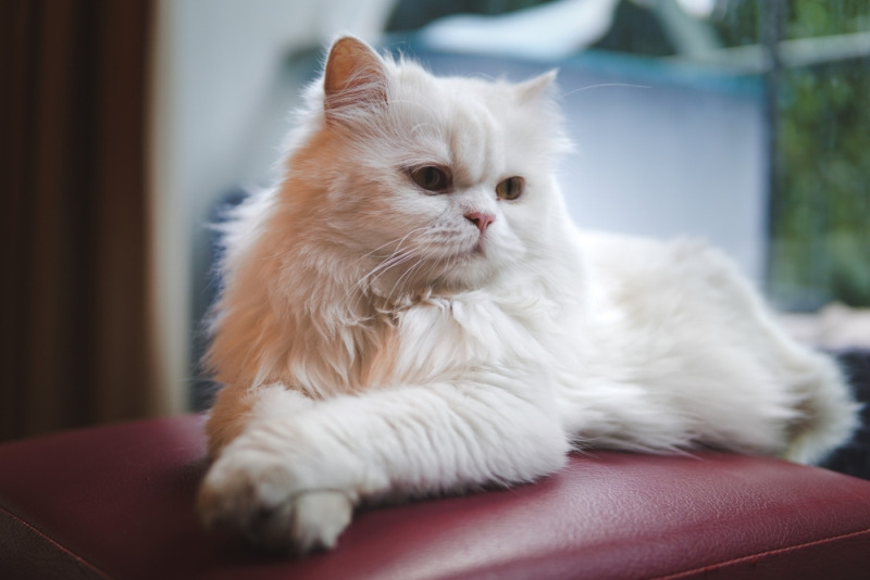 Thân hình mèo Ba Tư thuần chủng vào dạng cỡ trung bình