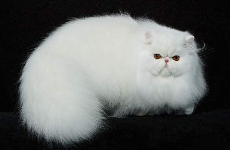 Mèo Ba Tư có bộ lông quyến rũ