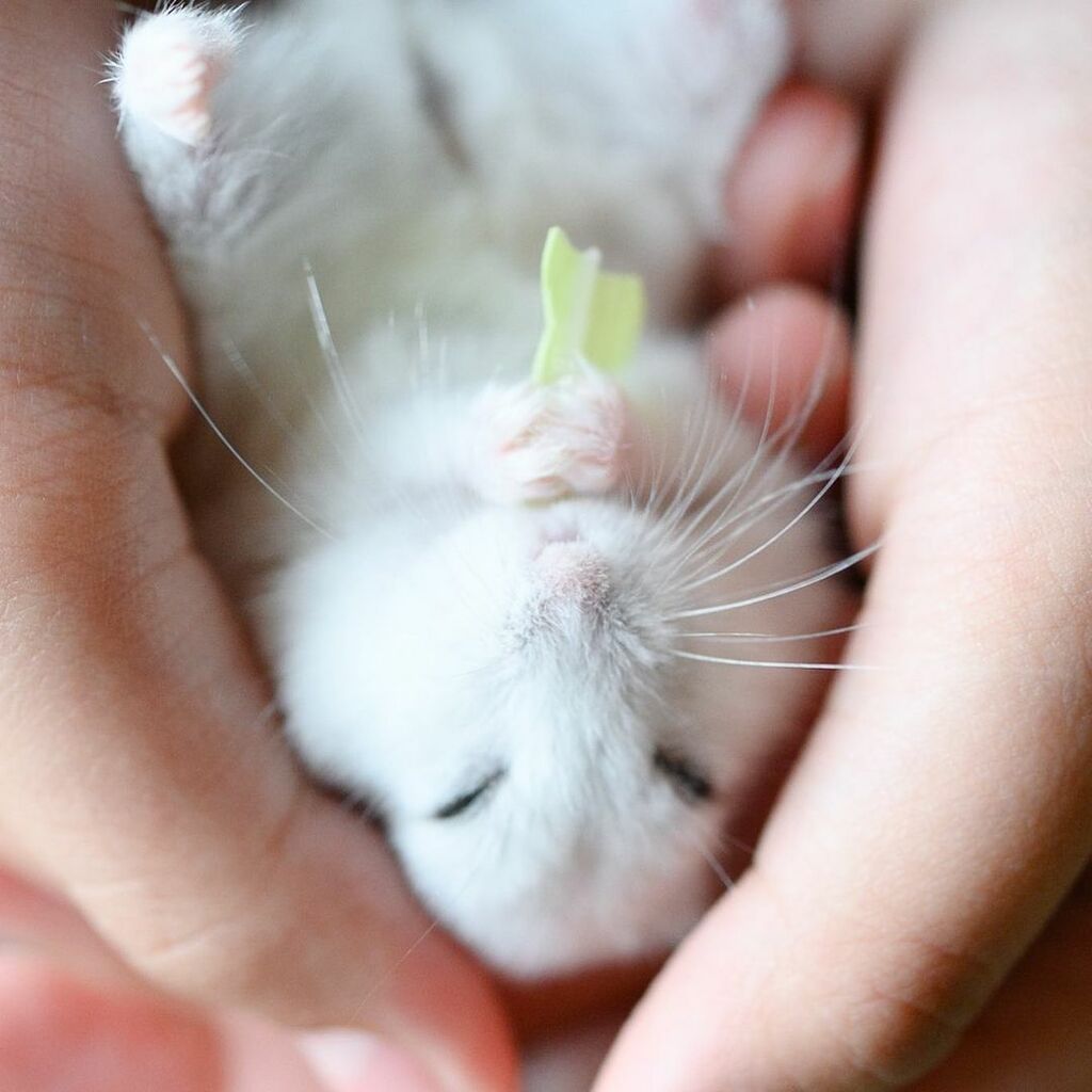 Hamster sinh con