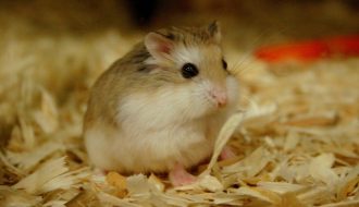 Chuột Hamster Winter White thay đổi màu lông ra sao?