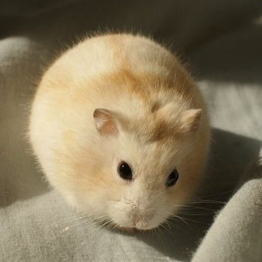 Chuột Hamster Winter White thay đổi màu lông