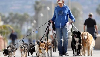 Có nên dắt chó đi dạo thường xuyên vào mỗi ngày hay không?