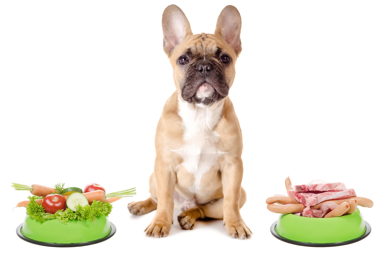Top 10 thức ăn cho chó nhiều dinh dưỡng