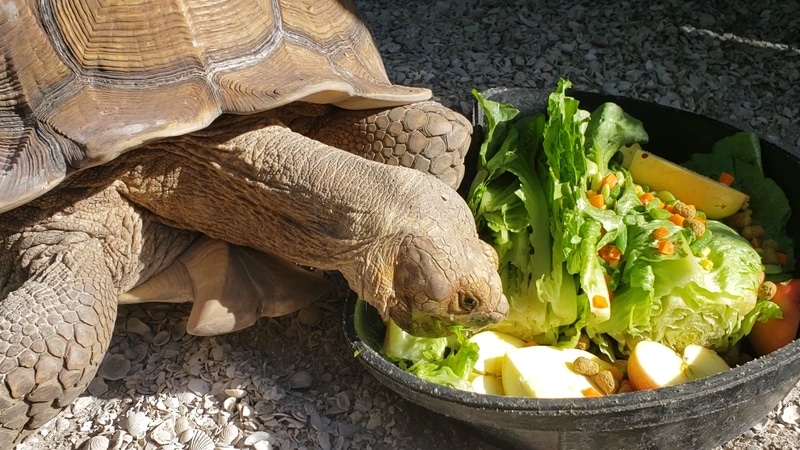 thức ăn cho rùa cảnh