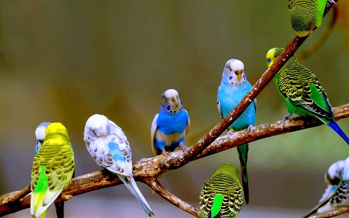 Top các loại chim cảnh dễ nuôi, đẹp, được nhiều người yêu thích