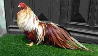 Giống gà Tân Châu - nguồn gốc và cách chăm sóc