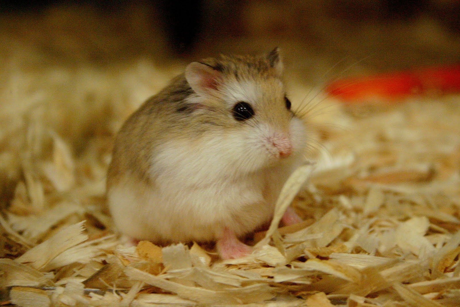 Chuột Hamster