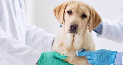 Hướng dẫn cách điều trị viêm phổi ở chó do vi khuẩn gây nên