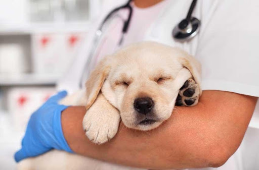 Hướng dẫn cách điều trị viêm phổi ở chó do vi khuẩn gây nên