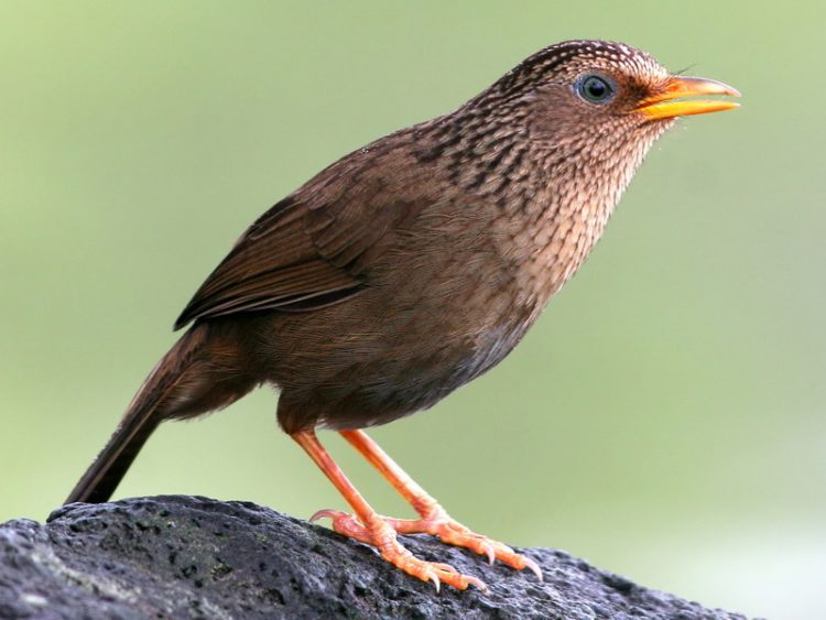 Chim Họa Mi - Loài Chim Sở Hữu Tiếng Hót Tuyệt Hay - Loài Vật