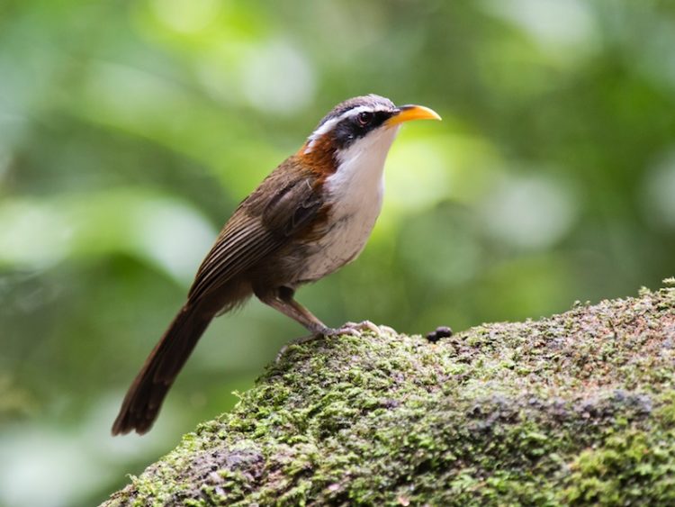 Chim họa mi và những thông tin cơ bản về loài chim này - KhoaHoc.tv