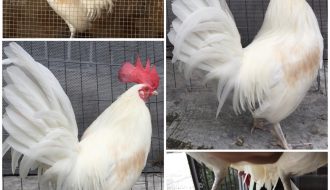 Gà tre Nhật Bản và cách chăm sóc gà tre đúng cách