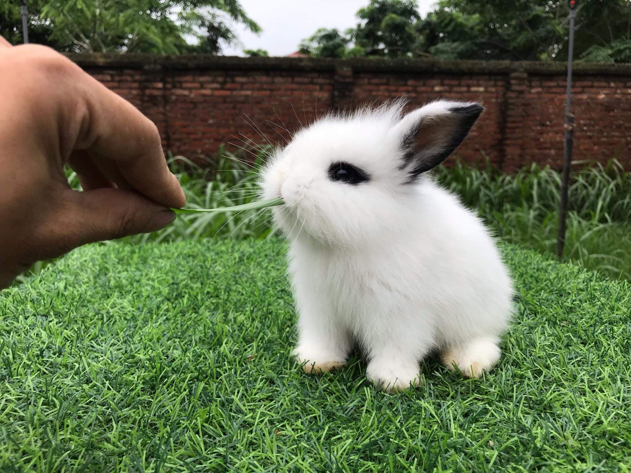 Cách phân biệt các loại thỏ