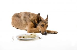 Nguyên nhân vì sao chó bỏ ăn?