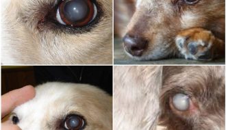 Khi chó bị đau mắt thì nên làm thế nào để trị bệnh cho chúng?